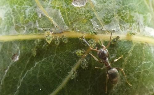 Chaitophorus leucomelas